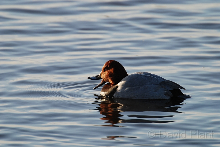 Pochard male with beak open - H.JPG - Pochard male with beak open - Welney